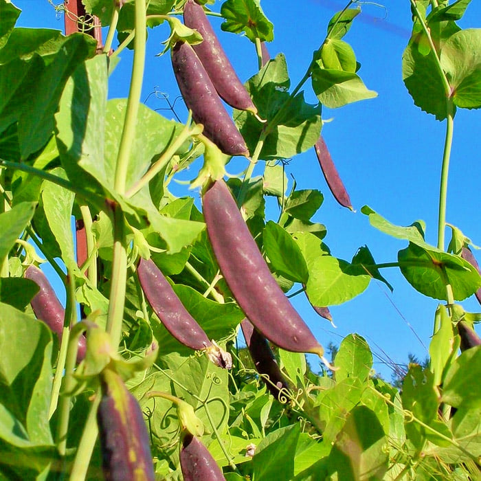 Sugar Magnolia, Sugar Snap Peas, - BoxGardenSeedsLLC -Peas - Seeds