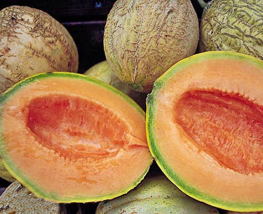 Amish Melon, Muskmelon, -- BoxGardenSeedsLLC -Melons, Cantaloupe - Seeds