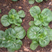 Pak Choy Extra Dwarf, Chinese Cabbage, - BoxGardenSeedsLLC -Cabbage, Kale - Seeds