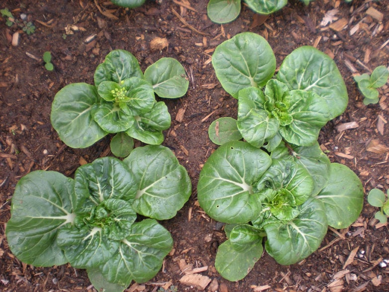 Pak Choy Extra Dwarf, Chinese Cabbage, - BoxGardenSeedsLLC -Cabbage, Kale - Seeds