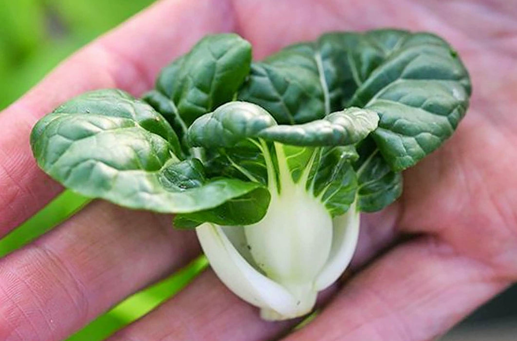 Pak Choy Extra Dwarf, Chinese Cabbage, - BoxGardenSeedsLLC -Cabbage, Kale - Seeds