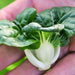 Pak Choy Extra Dwarf, Chinese Cabbage, - BoxGardenSeedsLLC -Cabbage, Kale - Seeds