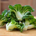 Pak Choy Extra Dwarf, Chinese Cabbage, - BoxGardenSeedsLLC -Cabbage, Kale - Seeds