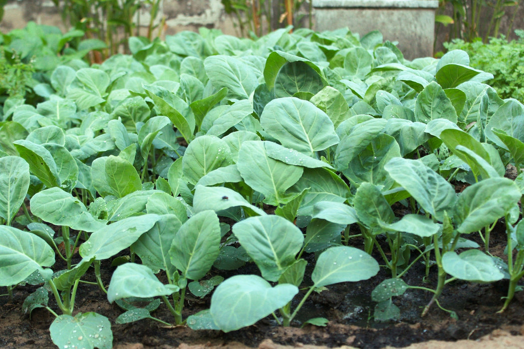 Chinese Big Stem, Broccoli, -- BoxGardenSeedsLLC -Broccoli,Cauliflower - Seeds