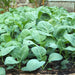 Chinese Big Stem, Broccoli, - BoxGardenSeedsLLC -Broccoli,Cauliflower - Seeds