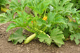 - BoxGardenSeedsLLC - Bianco Lungo, Zucchini Squash, - Squash,Pumpkins - Seeds