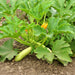 Bianco Lungo, Zucchini Squash, - BoxGardenSeedsLLC -Squash,Pumpkins - Seeds