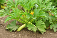 Bianco Lungo, Zucchini Squash, -- BoxGardenSeedsLLC -Squash,Pumpkins - Seeds