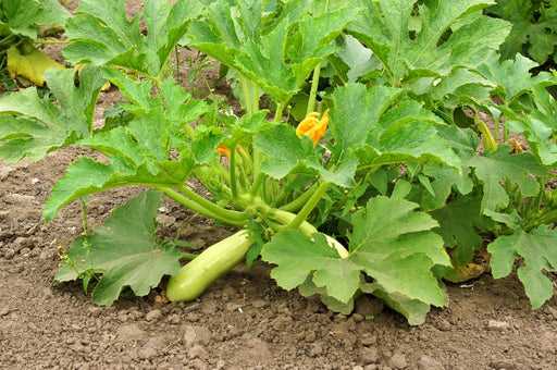 Bianco Lungo, Zucchini Squash, -- BoxGardenSeedsLLC -Squash,Pumpkins - Seeds