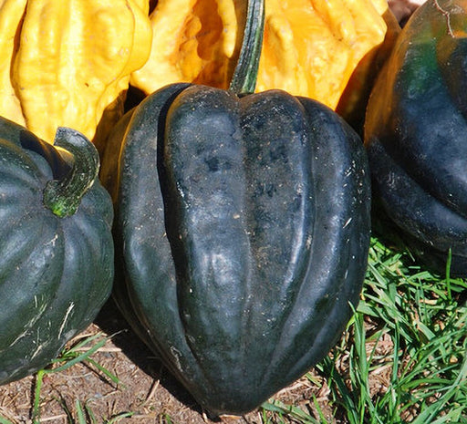 Ebony Acorn, Winter Squash, -- BoxGardenSeedsLLC -Squash,Pumpkins - Seeds