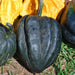 Ebony Acorn, Winter Squash, - BoxGardenSeedsLLC -Squash,Pumpkins - Seeds