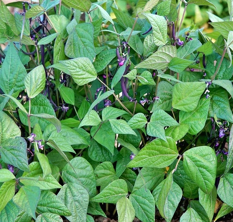 Celine, Bush Beans - BoxGardenSeedsLLC - Beans / Dry Beans - Seeds - USA Seller, Thank you for shopping here today, Naturally Grown GMO Free Seeds, Heirloom Open Pollinated Seeds, Fresh Top Quality Premium Seeds