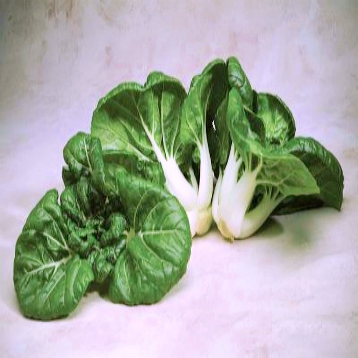 - BoxGardenSeedsLLC - Pak Choy Extra Dwarf, Chinese Cabbage, - Cabbage, Kale - Seeds
