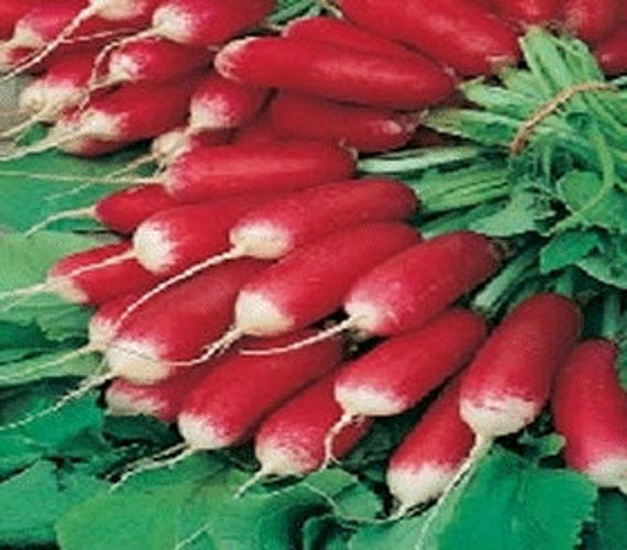 French Breakfast, Radish, -- BoxGardenSeedsLLC -Radishes - Seeds