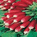 French Breakfast, Radish - BoxGardenSeedsLLC -Radishes - Seeds