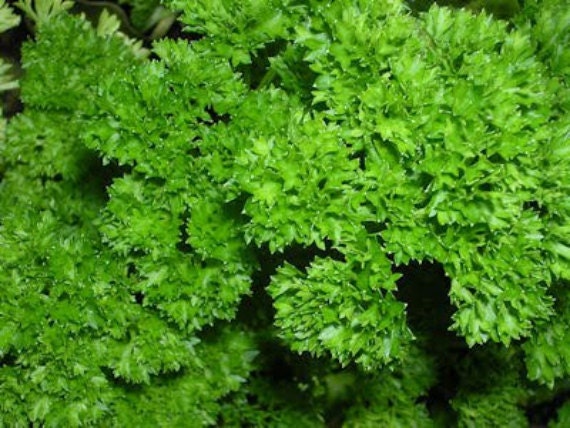 - BoxGardenSeedsLLC - Parsley, Triple Moss Curled, - Culinary/Medicinal Herbs - Seeds