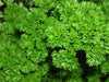 Parsley, Triple Moss Curled, -- BoxGardenSeedsLLC -Culinary/Medicinal Herbs - Seeds