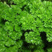 Parsley, Triple Moss Curled, - BoxGardenSeedsLLC -Culinary/Medicinal Herbs - Seeds