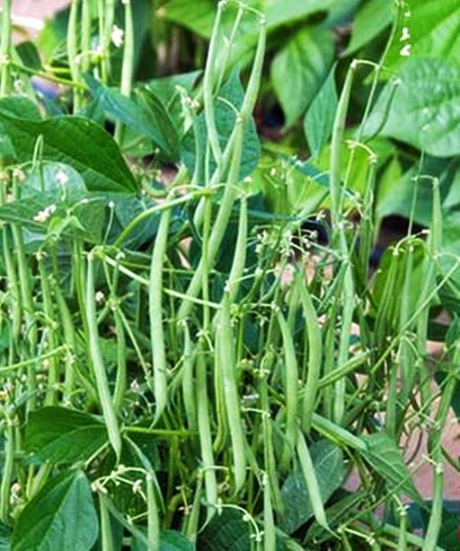 Mascotte, Bush Beans, -- BoxGardenSeedsLLC -Beans / Dry Beans - Seeds