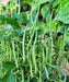 Mascotte, Bush Beans, -- BoxGardenSeedsLLC -Beans / Dry Beans - Seeds