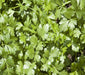 Cilantro Leisure, Culinary & Medicinal Herbs, -- BoxGardenSeedsLLC -Culinary/Medicinal Herbs - Seeds