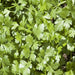 Cilantro, Slow Bolt, - BoxGardenSeedsLLC -Culinary/Medicinal Herbs - Seeds