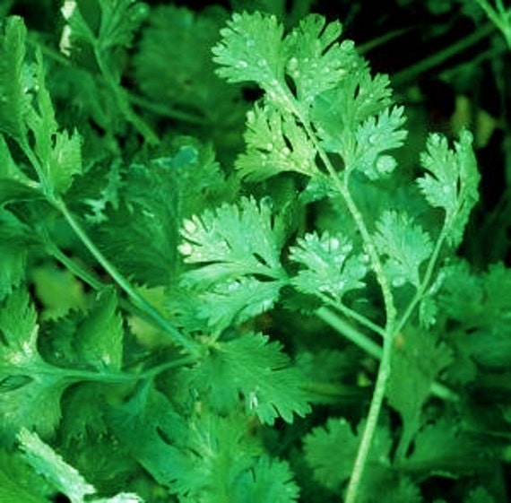 Cilantro Leisure, Culinary & Medicinal Herbs, -- BoxGardenSeedsLLC -Culinary/Medicinal Herbs - Seeds