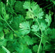 Cilantro Leisure, Culinary & Medicinal Herbs, -- BoxGardenSeedsLLC -Culinary/Medicinal Herbs - Seeds