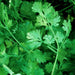 Cilantro, Slow Bolt, - BoxGardenSeedsLLC -Culinary/Medicinal Herbs - Seeds