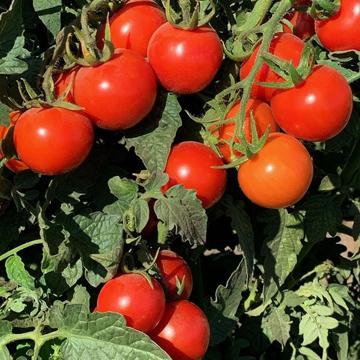 Tommy Toe, Tomato, - BoxGardenSeedsLLC -Tomatoes,Tomatillos - Seeds