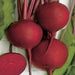 - BoxGardenSeedsLLC - Detroit Dark Red, Beets, - Beets,Turnips,Parsnips - Seeds