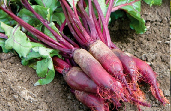 Heirloom Beets, Seed Kit, -- BoxGardenSeedsLLC -Beet,Turnips,Parsnips - Seeds