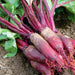 Heirloom Beets, Seed Kit, - BoxGardenSeedsLLC -Beet,Turnips,Parsnips - Seeds