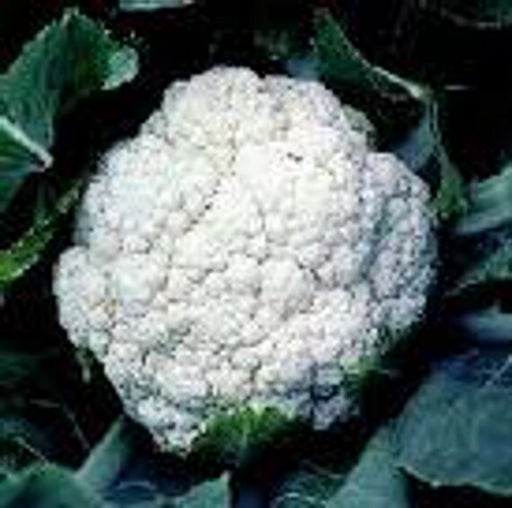 - BoxGardenSeedsLLC - Self Blanche Cauliflower - Broccoli,Cauliflower - Seeds