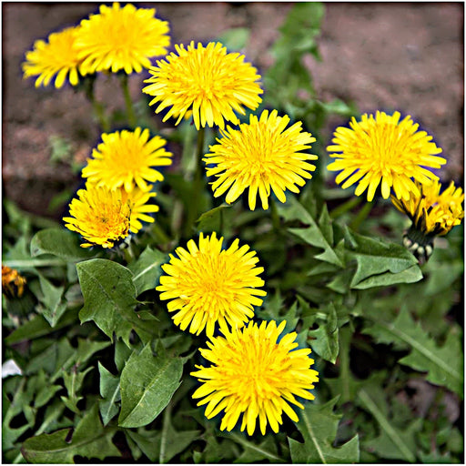 True Dandelion, Greens -- BoxGardenSeedsLLC -Gourmet/Native Greens - Seeds