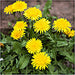 True Dandelion, Greens -- BoxGardenSeedsLLC -Gourmet/Native Greens - Seeds