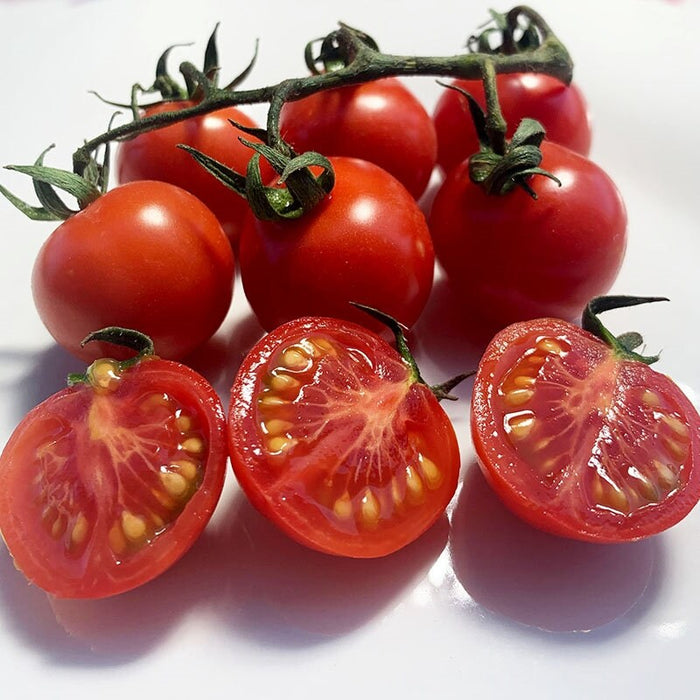 Tommy Toe, Tomato, - BoxGardenSeedsLLC -Tomatoes,Tomatillos - Seeds