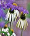 - BoxGardenSeedsLLC - White Swan Echinacea Coneflower, Culinary & Medicinal Herbs, - Culinary/Medicinal Herbs - Seeds