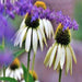 White Swan Coneflower, Echinacea, - BoxGardenSeedsLLC -Culinary/Medicinal Herbs - Seeds