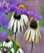 White Swan Coneflower, Echinacea, -- BoxGardenSeedsLLC -Culinary/Medicinal Herbs - Seeds