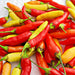 Tabasco, Hot Pepper, - BoxGardenSeedsLLC -Peppers,Eggplants - Seeds