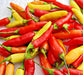 - BoxGardenSeedsLLC - Tabasco, Hot Pepper, - Peppers,Eggplants - Seeds