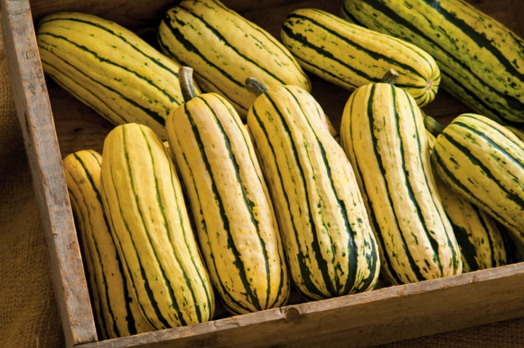 Bush Delicata, Winter Squash, -- BoxGardenSeedsLLC -Squash,Pumpkins - Seeds