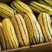 Bush Delicata, Winter Squash, - BoxGardenSeedsLLC -Squash,Pumpkins - Seeds