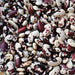 Jacobs Cattle, Dry Pole Bean - BoxGardenSeedsLLC - Beans / Dry Beans - Seeds - Thank you for shopping here today, Non GMO Seeds, Naturally Grown Seeds, Grown to Organic Standards, Heirloom Seeds, Open Pollinated Seeds, Fresh Premier Seeds, USA Seller