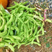 Copy 1500 Year Cave Dry Pole Bean Seeds / Very Rare Heirloom Open Pollinated Garden Seeds Container Gardening Vegetable Seeds Non-GMO - BoxGardenSeedsLLC -Beans / Dry Beans - Seeds