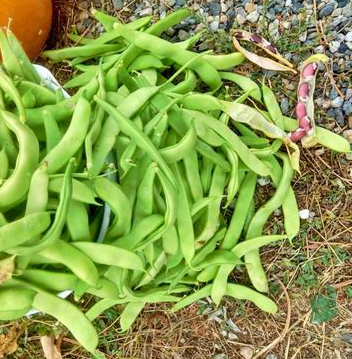 Jacobs Cattle, Dry Pole Bean - BoxGardenSeedsLLC - Beans / Dry Beans - Seeds - Thank you for shopping here today, Non GMO Seeds, Naturally Grown Seeds, Grown to Organic Standards, Heirloom Seeds, Open Pollinated Seeds, Fresh Premier Seeds, USA Seller