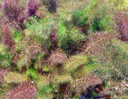 Bronze Fennel, Culinary & Medicinal Herbs - BoxGardenSeedsLLC - Gourmet/Native Greens - Seeds - USA Seller, Thank you for shopping here today, Naturally Grown GMO Free Seeds, Heirloom Open Pollinated Seeds, Fresh Top Quality Premium Seeds