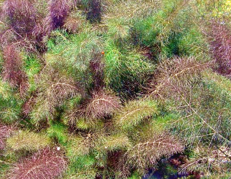 Bronze Fennel, Culinary & Medicinal Herbs - BoxGardenSeedsLLC - Gourmet/Native Greens - Seeds - USA Seller, Thank you for shopping here today, Naturally Grown GMO Free Seeds, Heirloom Open Pollinated Seeds, Fresh Top Quality Premium Seeds