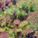 Bronze Fennel, Culinary & Medicinal Herbs, - BoxGardenSeedsLLC -Gourmet/Native Greens - Seeds